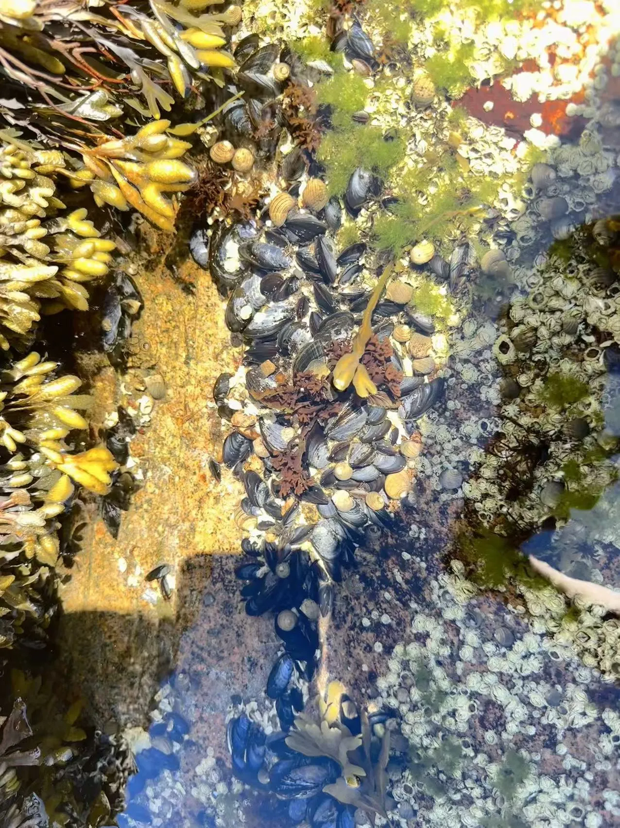 Acadia National Park photo 9