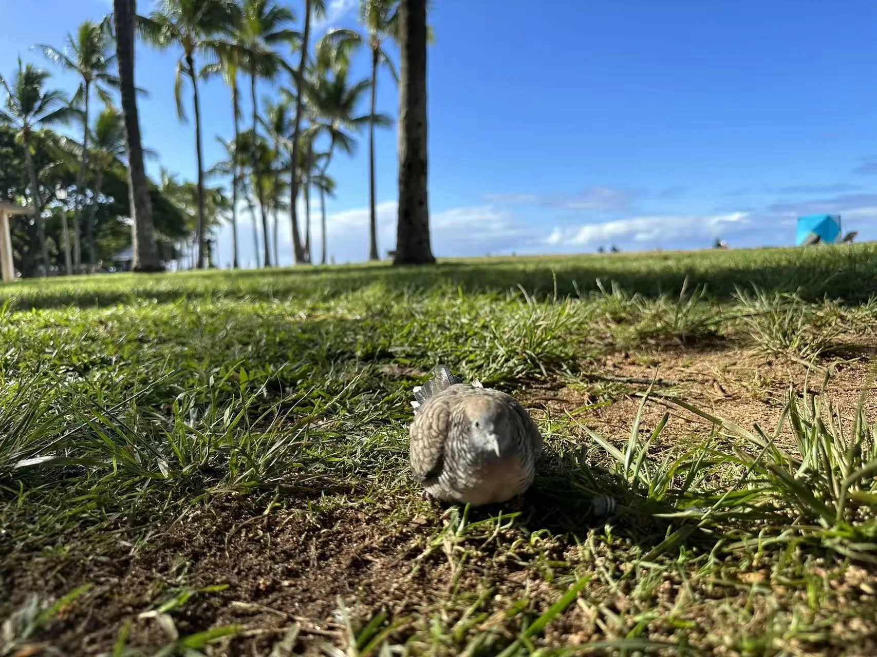 Hawaii photo 23