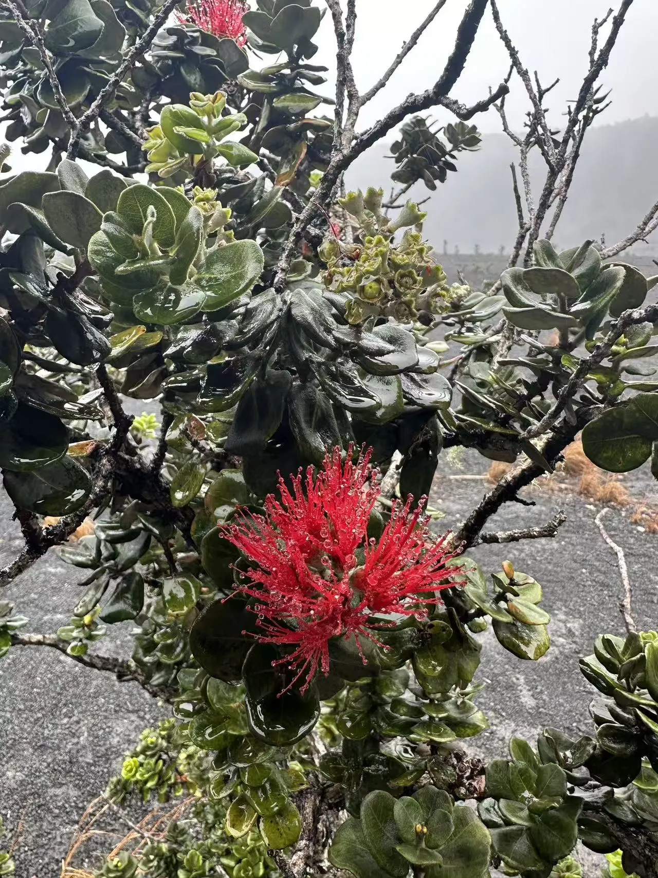 Hawaii photo 46