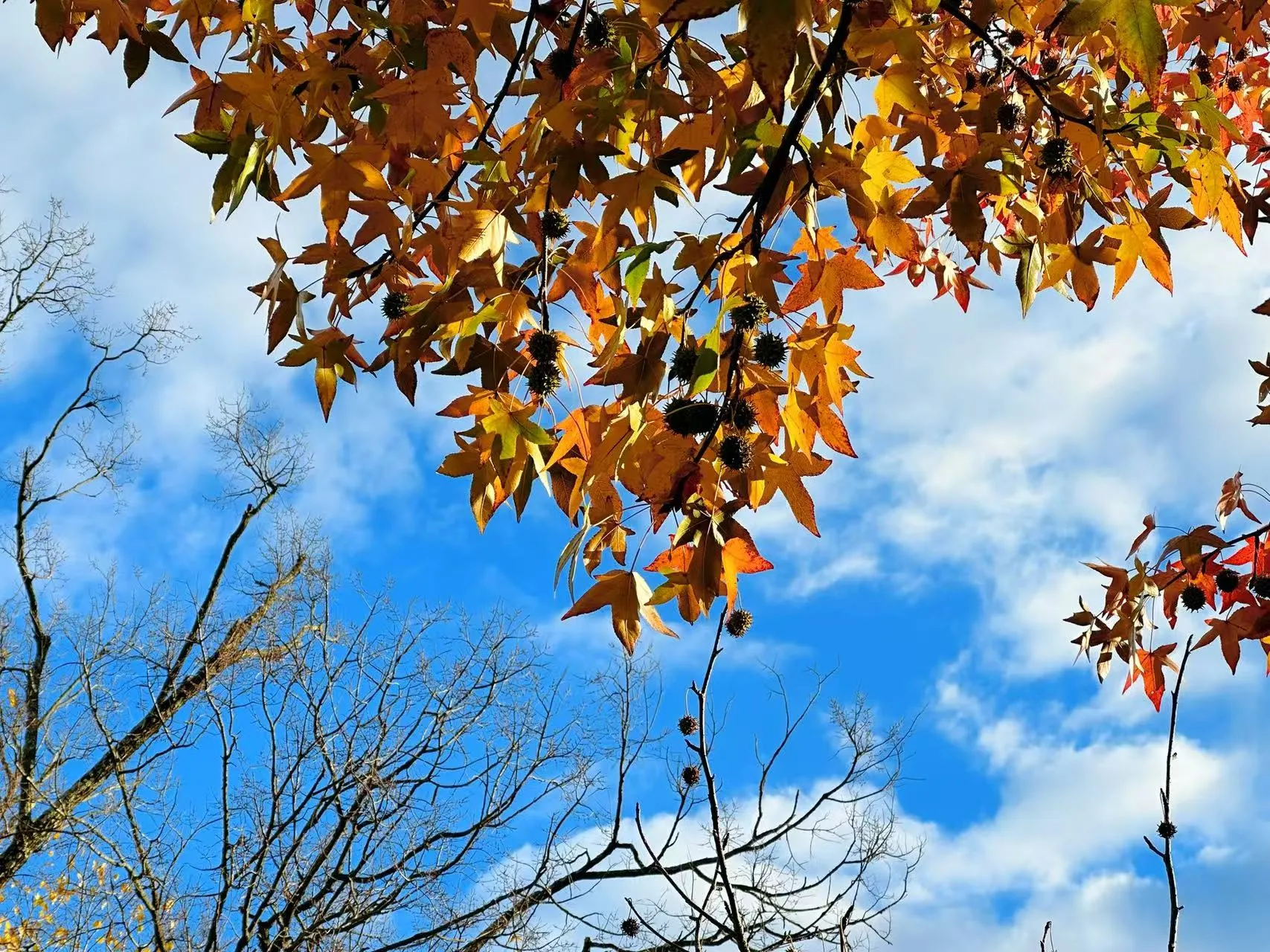 Princeton University photo 14