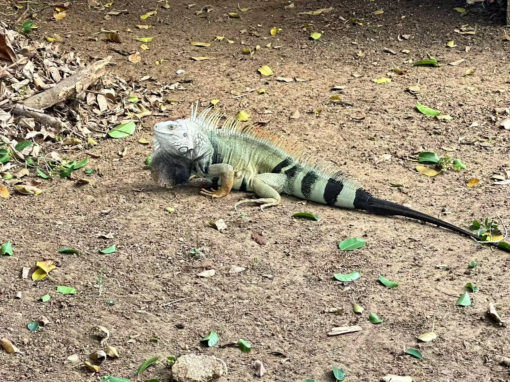 Puerto Rico photo 6