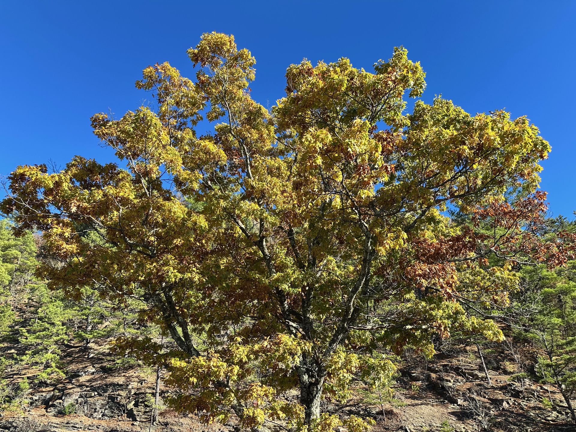 Shenandoah photo 3