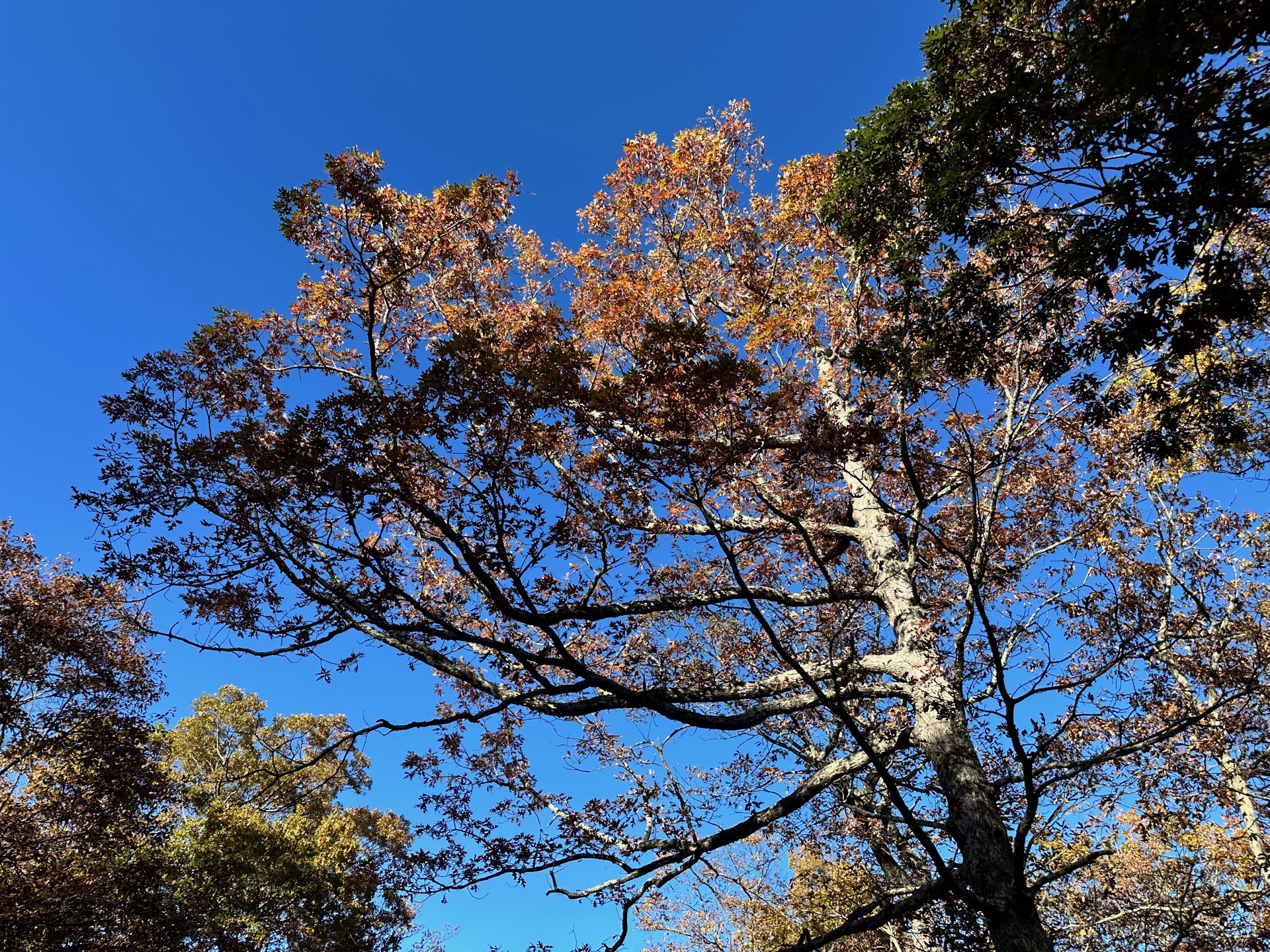 Shenandoah photo 15