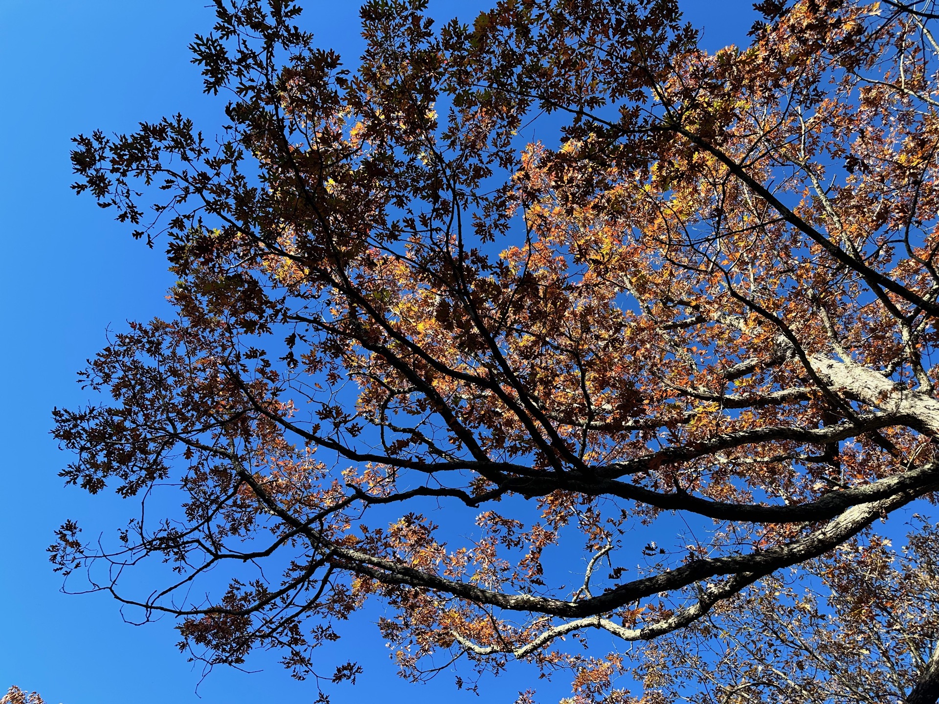 Shenandoah photo 16