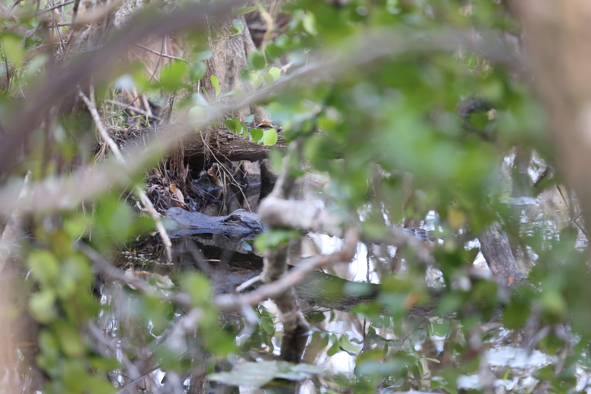 Tampa photo 6