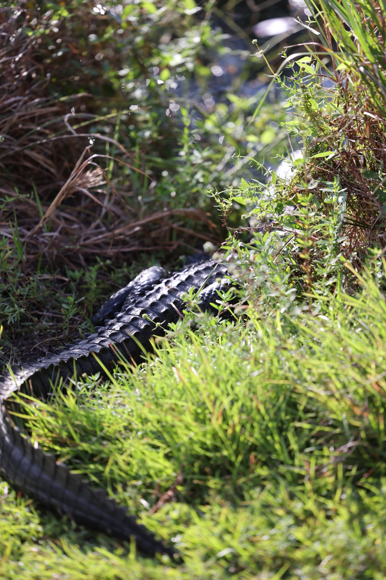 Tampa photo 9