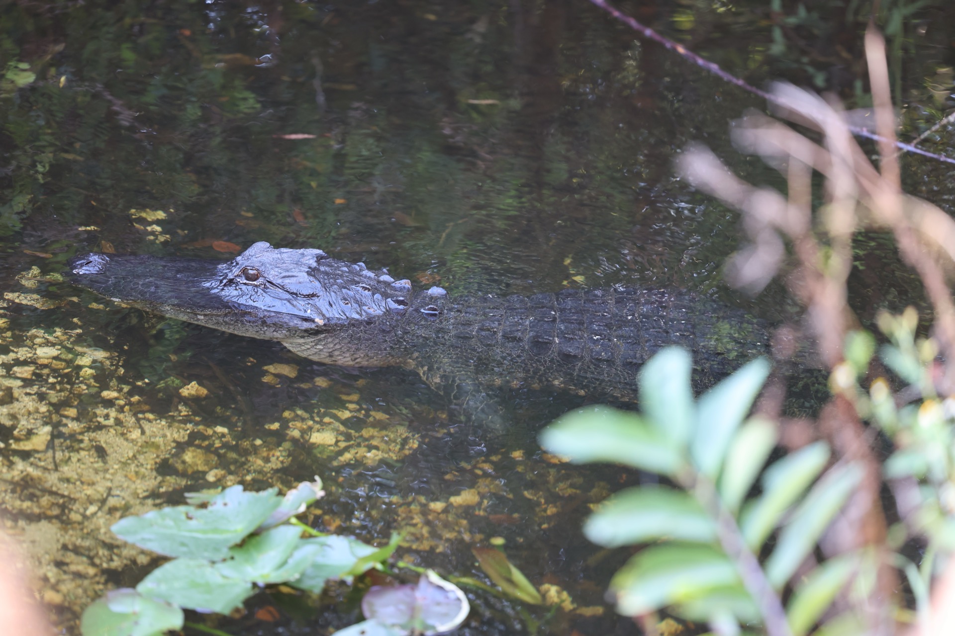 Tampa photo 11