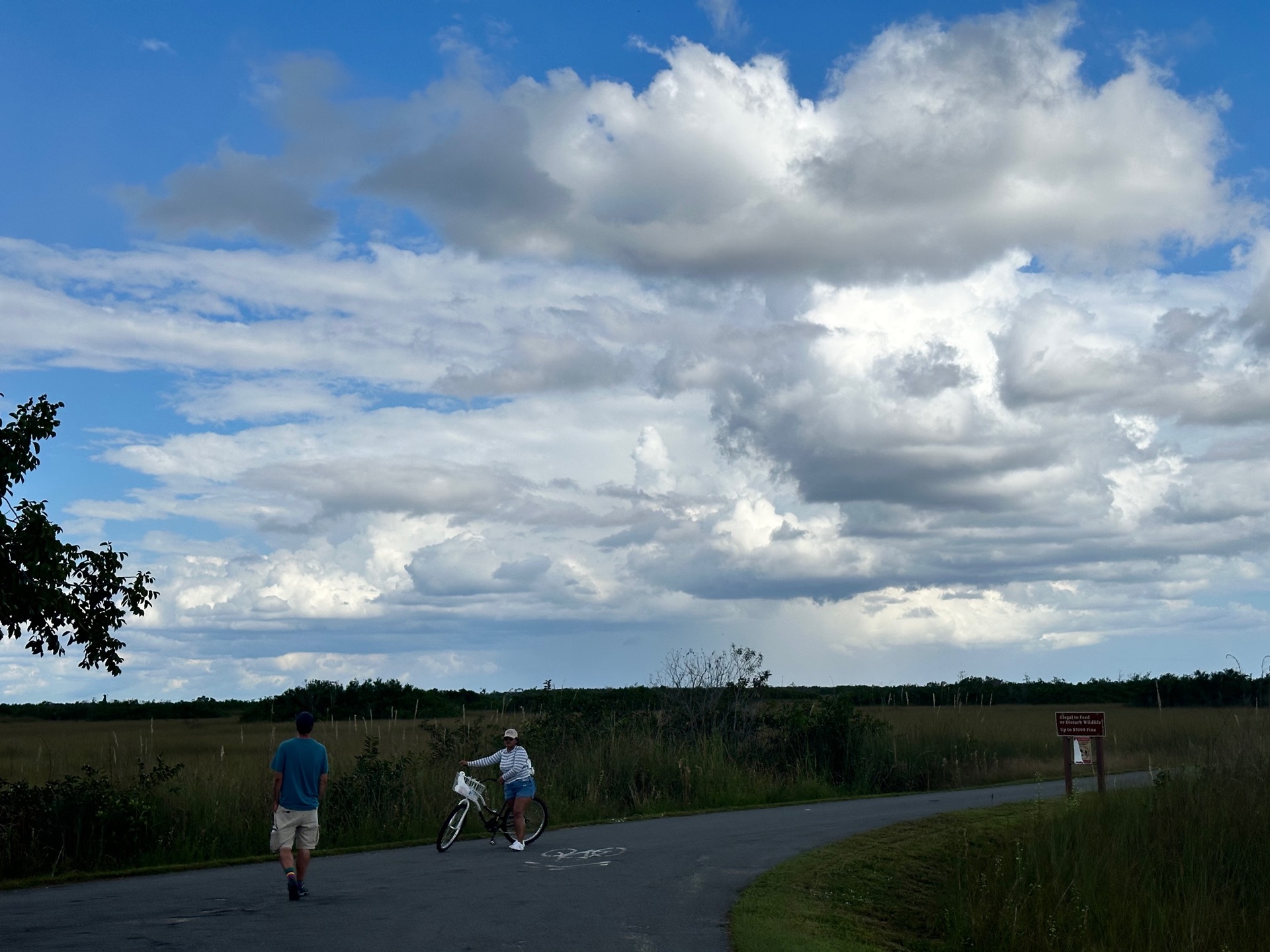Tampa photo 17