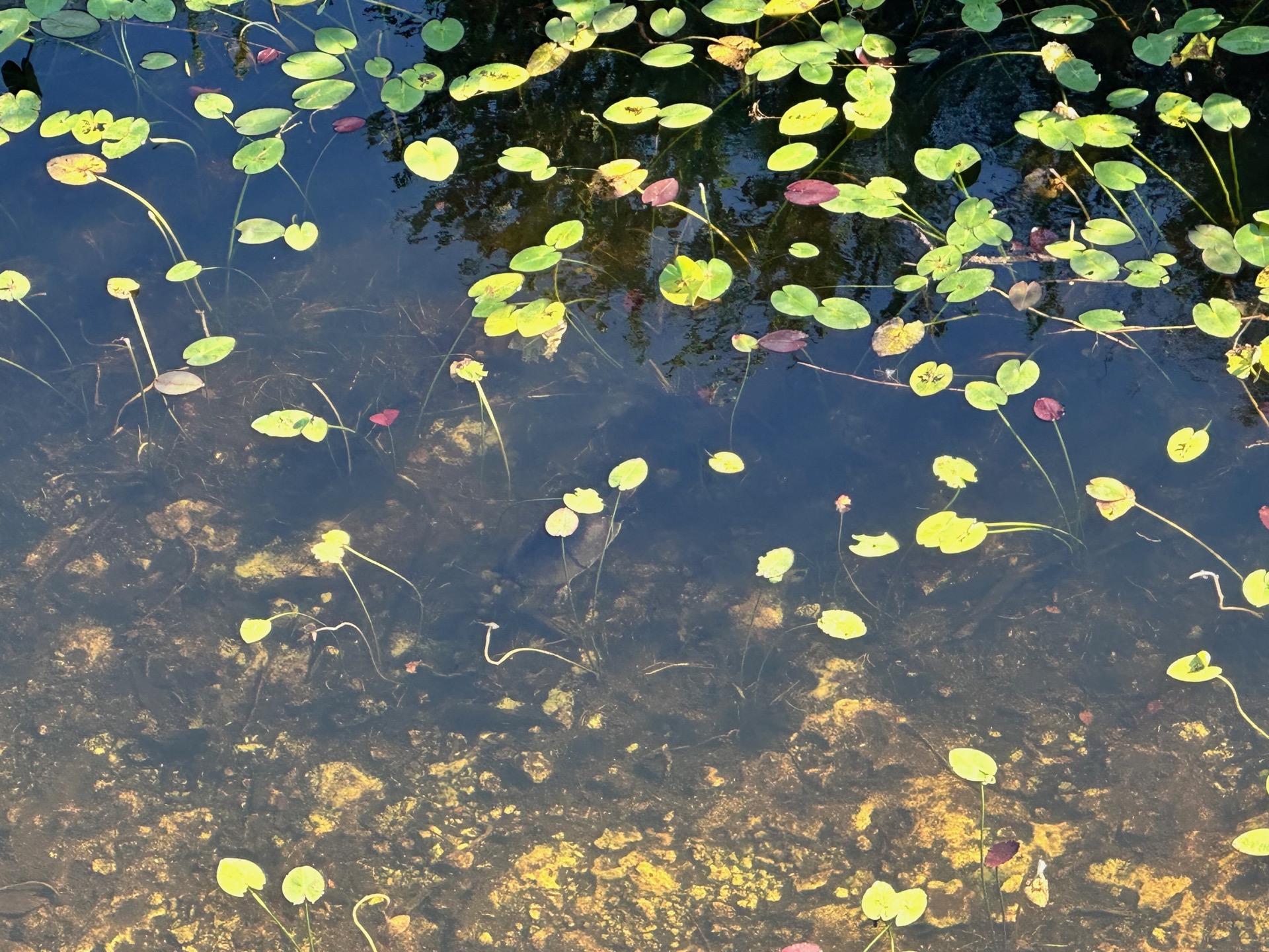 Tampa photo 21