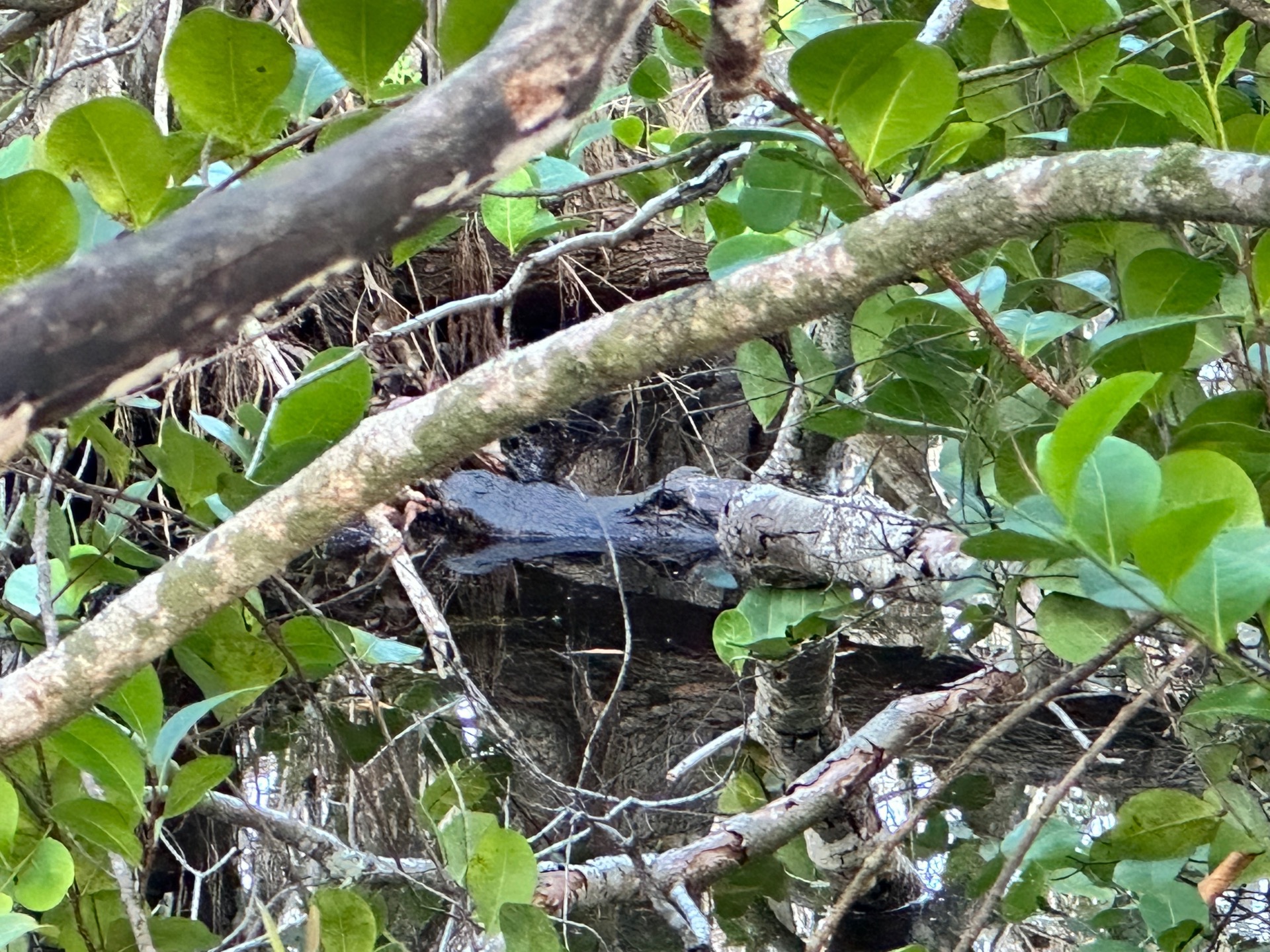 Tampa photo 23