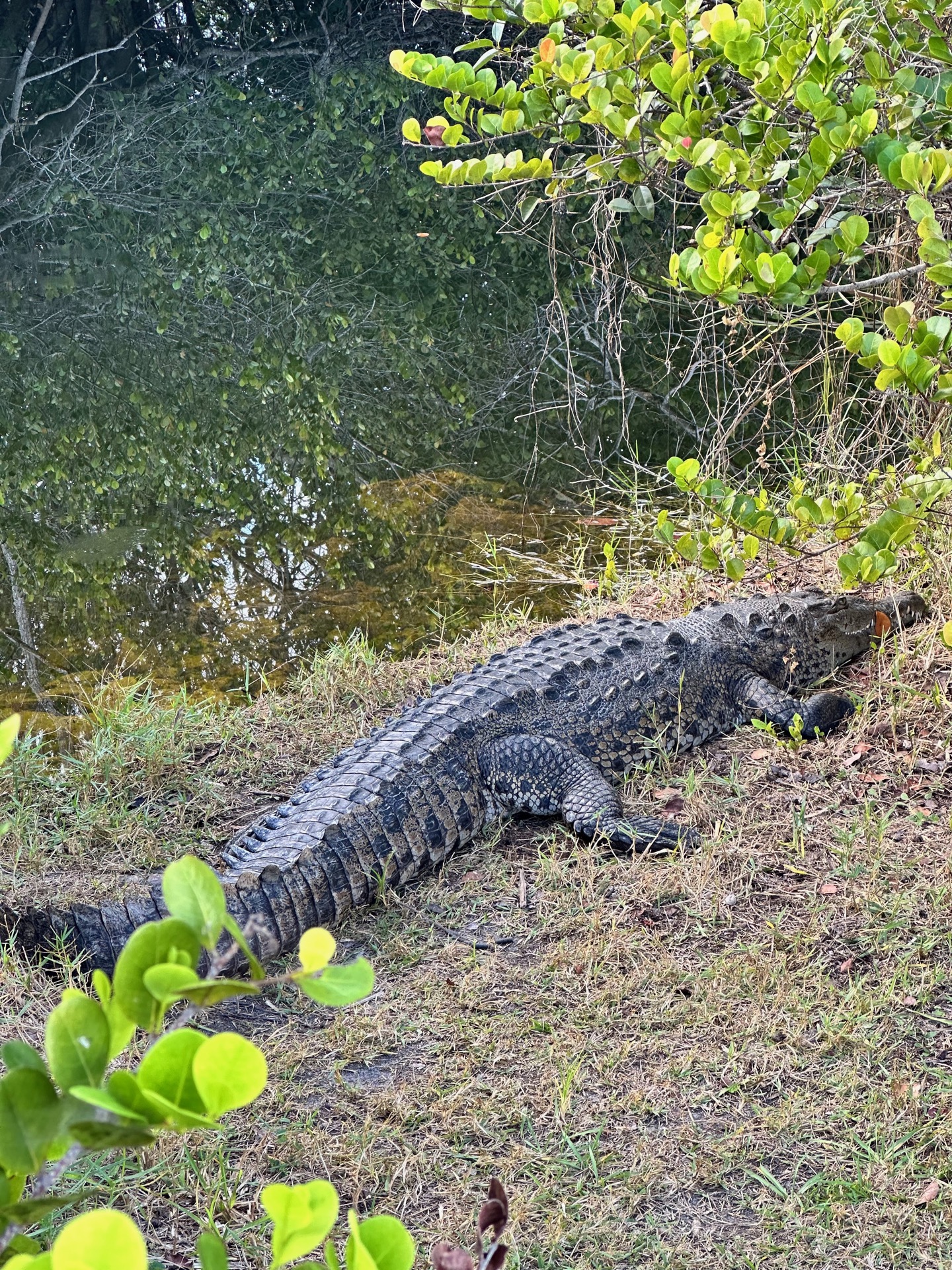 Tampa photo 24