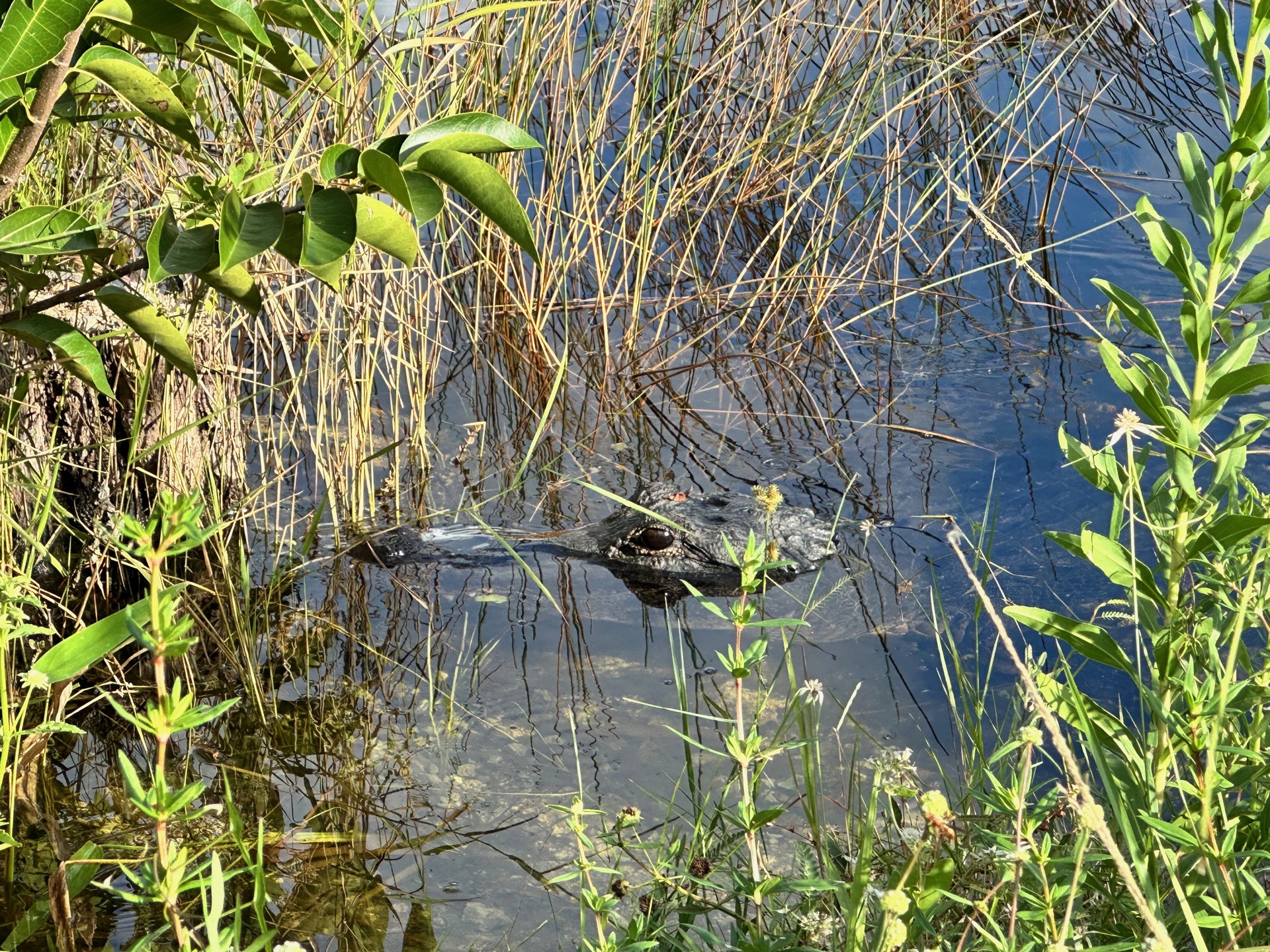 Tampa photo 25