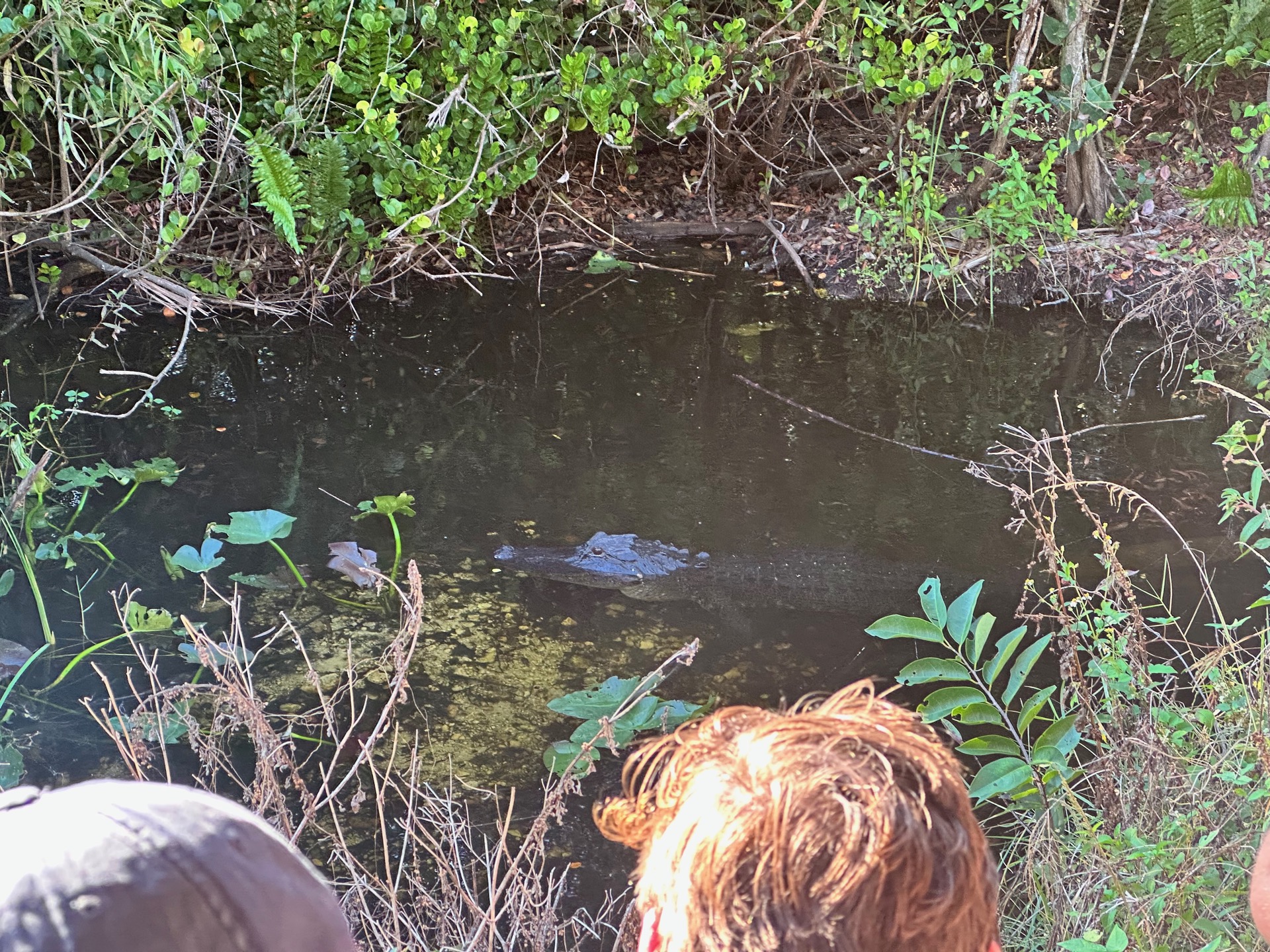 Tampa photo 26