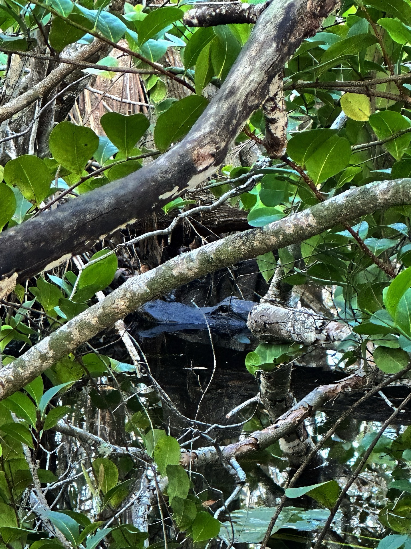 Tampa photo 28