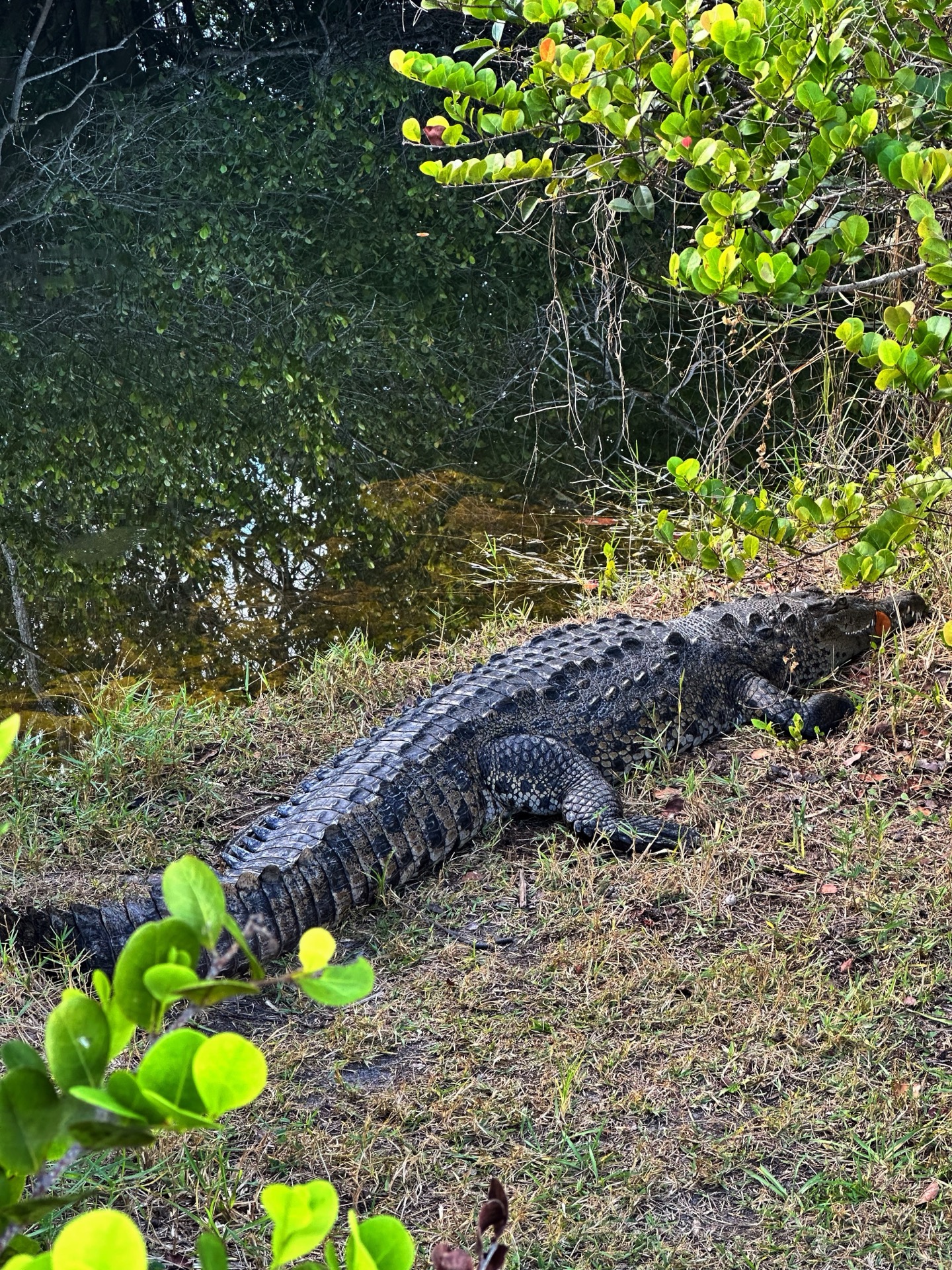 Tampa photo 29