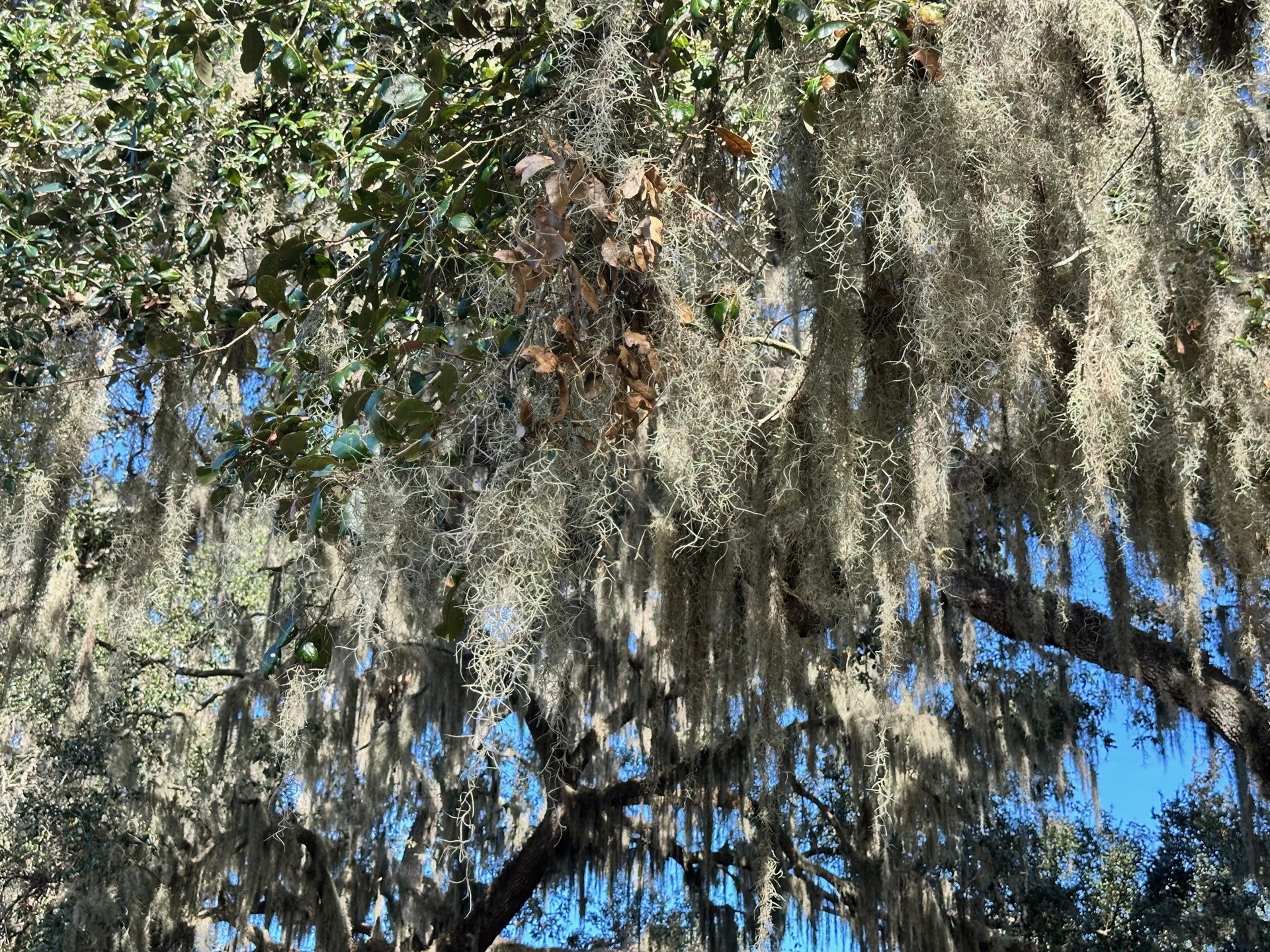 Tampa photo 42