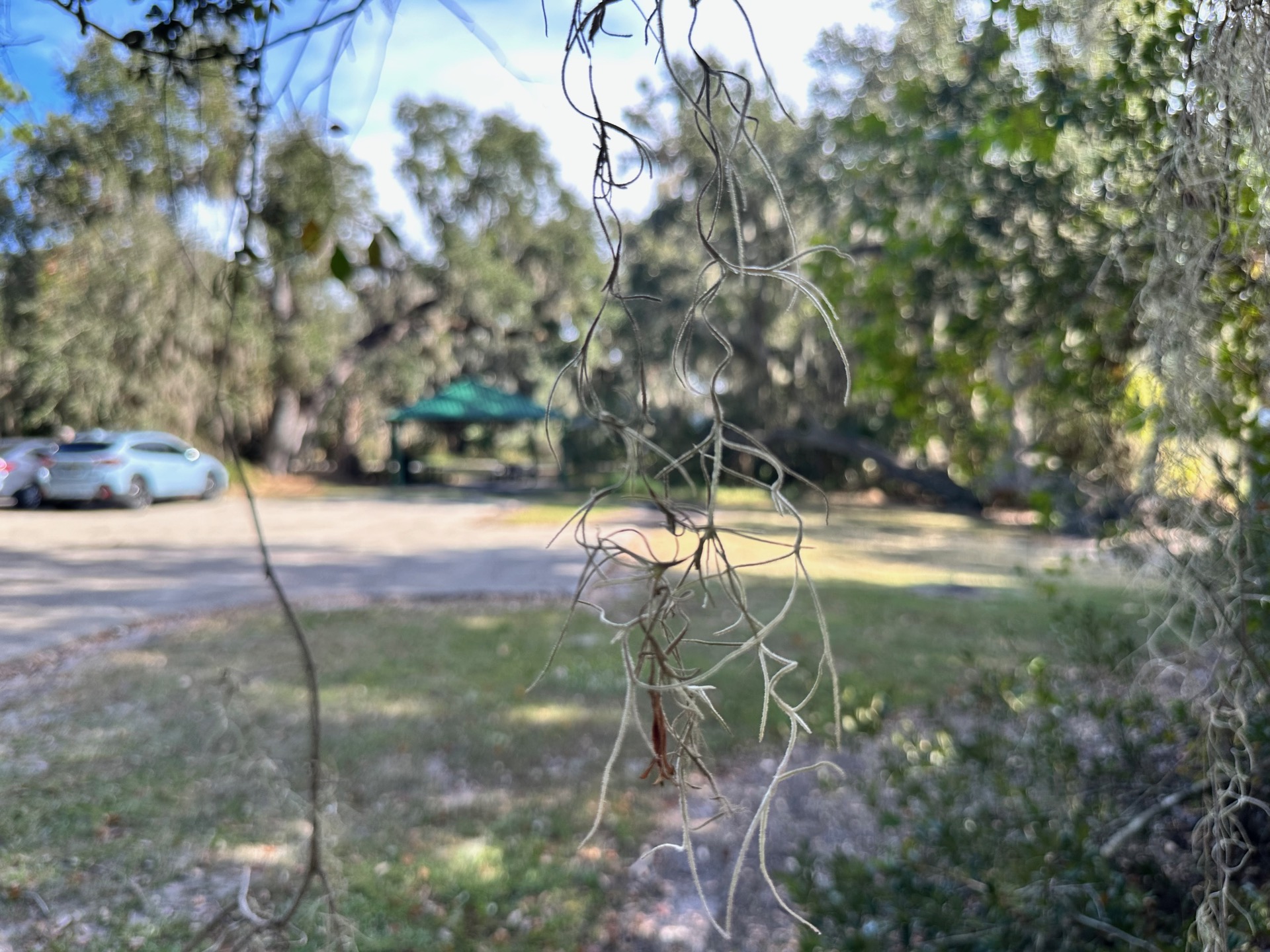 Tampa photo 43