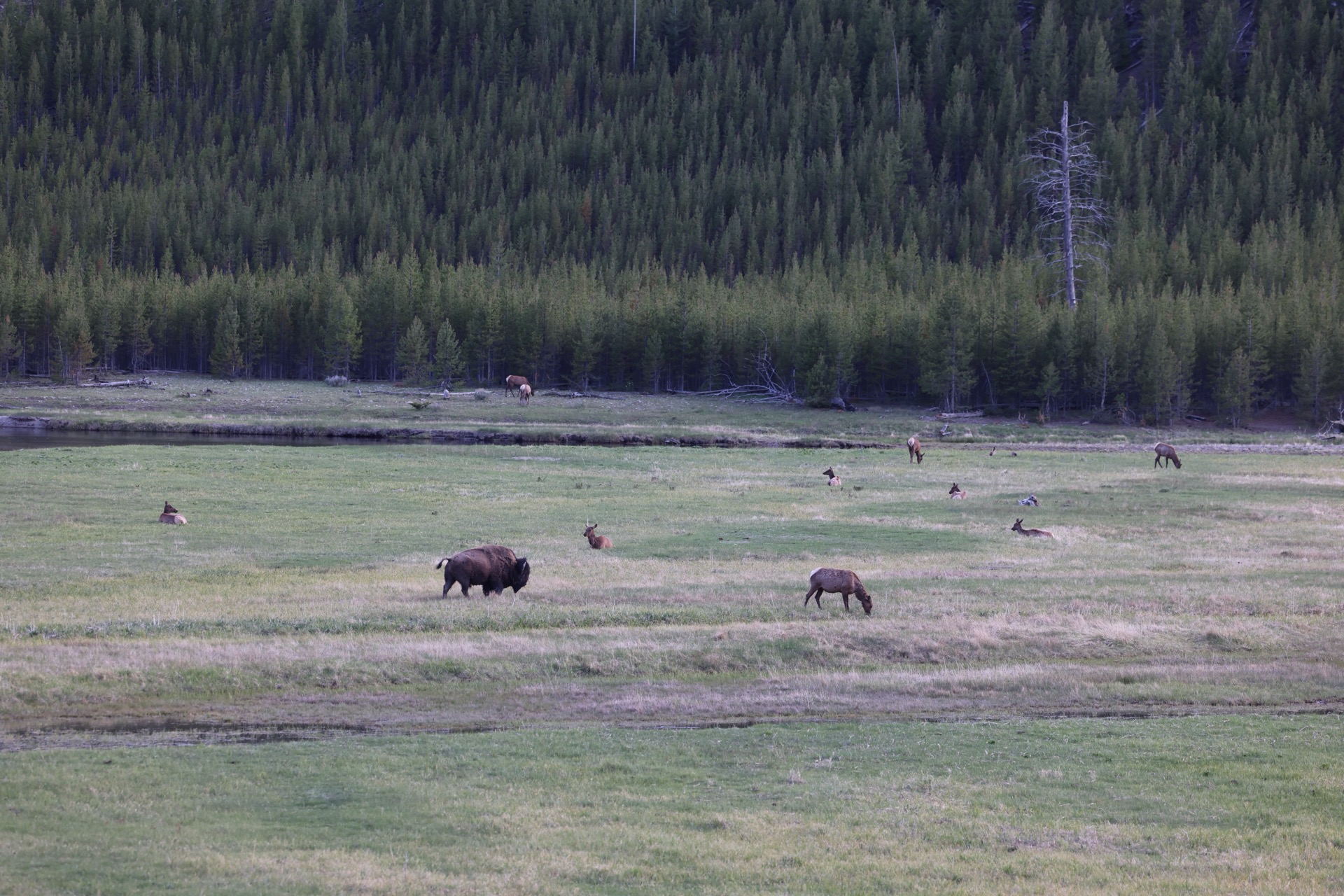 Yellowstone National Park photo 13