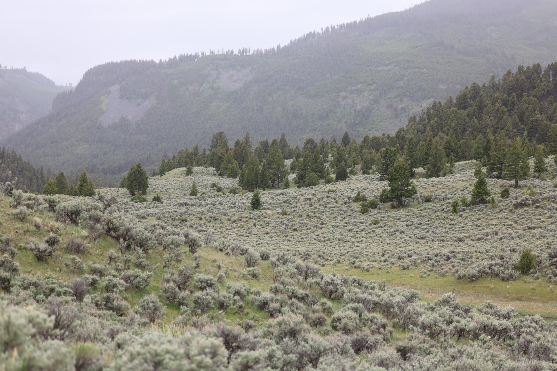 Yellowstone National Park photo 18