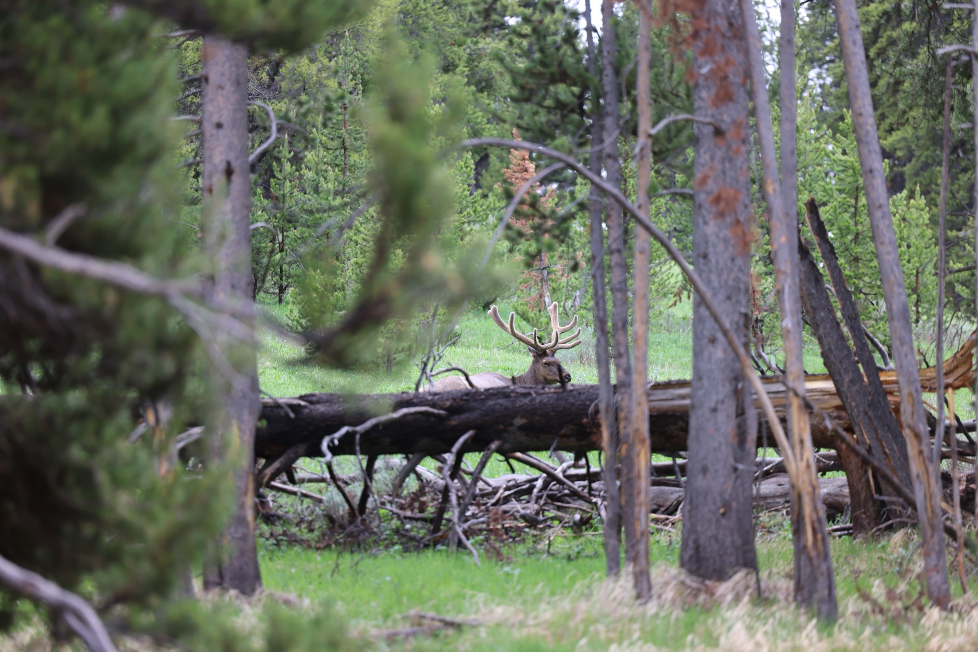 Yellowstone National Park photo 25