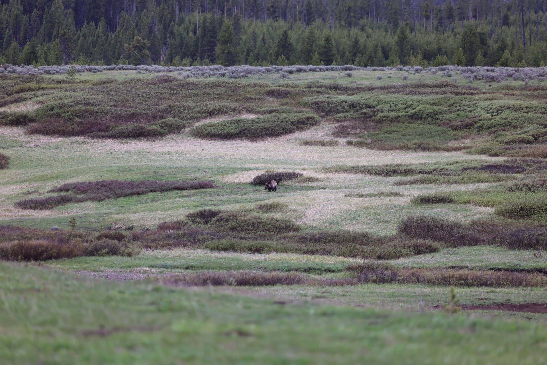 Yellowstone National Park photo 26