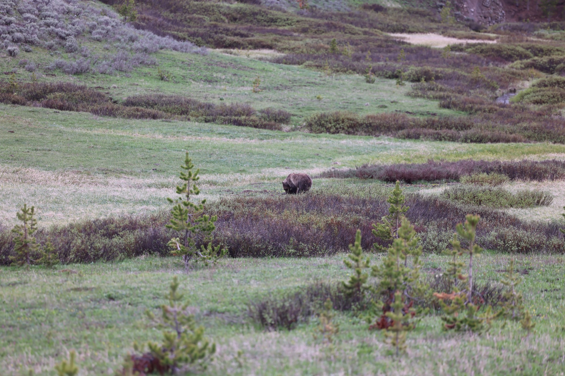 Yellowstone National Park photo 27